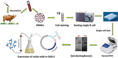 Development of Foot-and-Mouth Disease Virus-Neutralizing Monoclonal Antibodies Derived From Plasmablasts of Infected Cattle and Their Germline Gene Usage